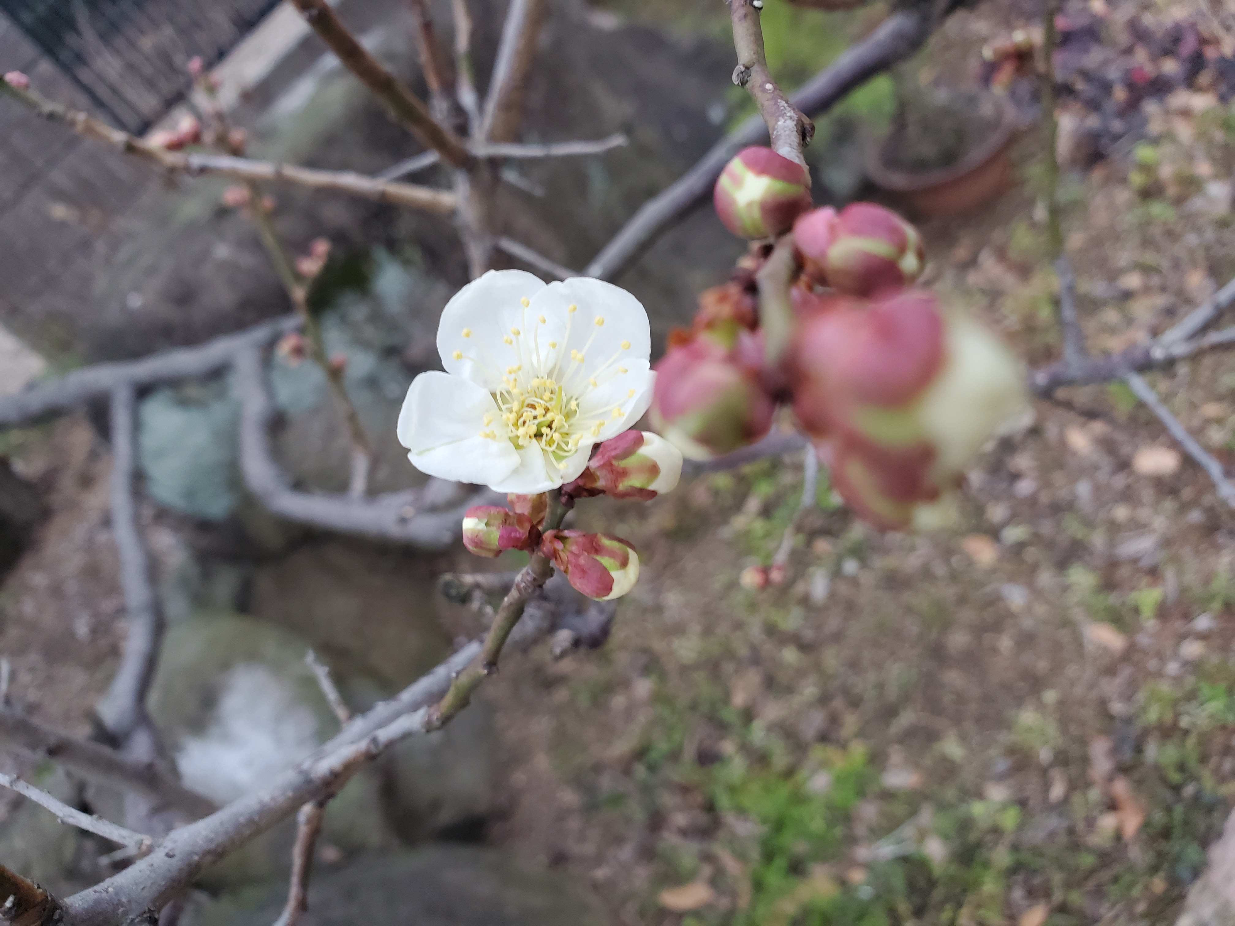 ume